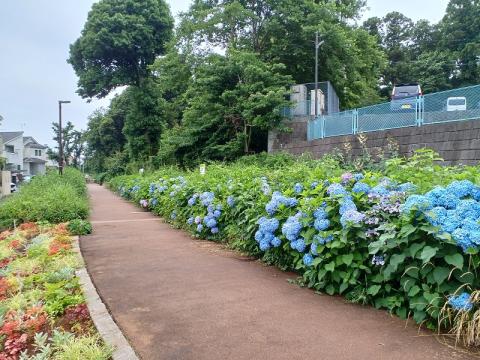 今宿東公園(2022年6月)