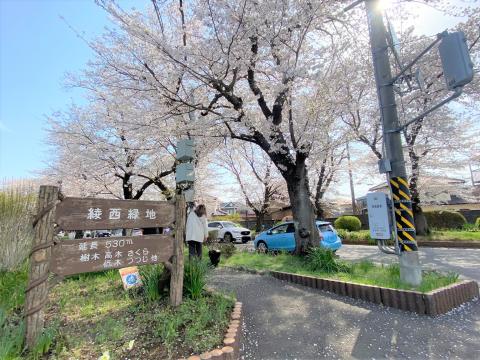 綾西緑地（桜並木）(2025年4月)