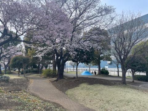 東原さくら公園