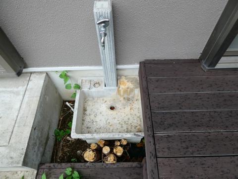 庭